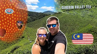 Exploring the CAMERON HIGHLANDS - is it worth the trip?