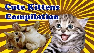 Cute Kittens Compilation :) Cutest Kittens on Youtube: Funny Cat Video Compilation