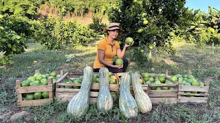 Dia de colheita de laranjas- com receitas simples e maravilhosas