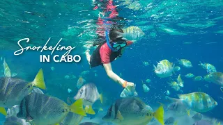 Snorkeling in Cabo San Lucas at Land’s End Arch
