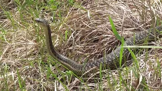 Biggest Garter Snake I Have Ever Seen!!!