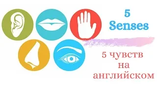 Органы чувств на английском/  5 senses