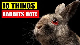 15 Things Rabbits Hate the Most