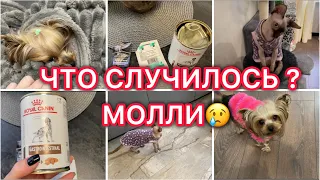 Что случилось?😳Молли😢Трудная ночь🥵Ответы на вопросы!🧐VLOG