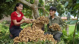 The guy who had an accident with Hien planted corn, harvest longan to sell at the market.