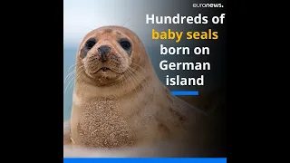 Hundreds of baby seals born on German island