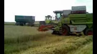 More grain harvesting /Mähdreschen with Claas Dominator 114