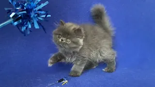 Wesley Persian Male kitten of Majestymeow Cattery