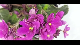 * Pretty in Pink Large Standard AFRICAN VIOLET NOID with Pansy Petals & a Lovely Patterned Effect *