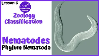 What are Nematodes? | Phylum Nematoda