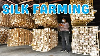 Incredible How Silkworm Faming is Done in Japanese Sericulture Industry - Silkworm Farming