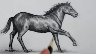 How to Draw a Horse: Step by Step