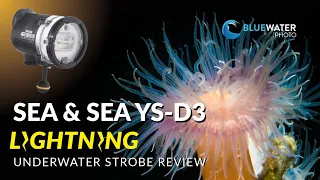 Sea & Sea YS-D3 After Seven Months - Our New Favorite Underwater Strobe!