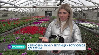 «Квітковий рай»: як у Тернополі вирощують унікальні сорти квітів