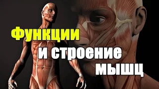 Функции и строение мышц.