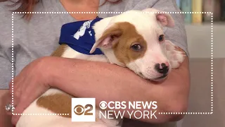 The Puppy Bowl returns this Sunday with more than 100 up for adoption