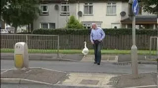 One man and his goose in Moneymore