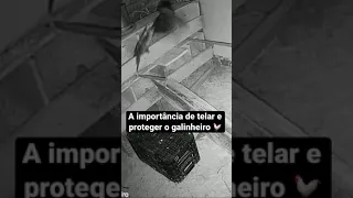 A IMPORTÂNCIA de TELAR e CERCAR o GALINHEIRO🐓