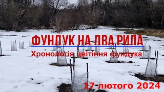 Хронологія цвітіння фундука