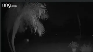 Two Mysterious Orbs Caught On Camera Moving Through Florida Yard!