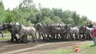 Belgian Draft Horses- horse pulling vs tractor pulling