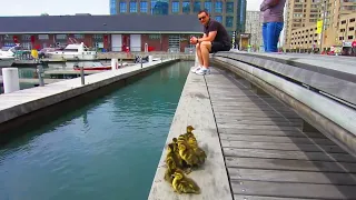 Funny ducklings and their mom