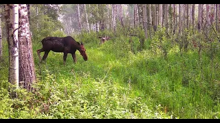 Trail Camera Video – July 6, 2023