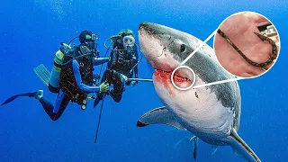 Shark Swims Up To Diver For Help, Won't Stop thanking Him After He Saves Her Life