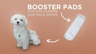 Disposable Booster Pads | Paw Inspired® Pad For Dog Diapers and Male Wraps