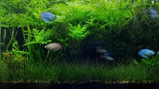 7 Months Update - Adding Gourami - Planted Aquarium Nano tank without CO2 and Filter