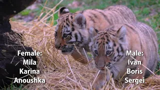 Help name our tiger cubs!