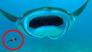 Учёные Обнаружили Самое Крупное Подводное Животное в Мире