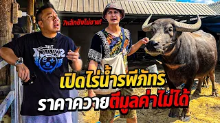 เปิดไร่ 'น้ำ รพีภัทร' กับราคาควายที่ตีมูลค่าไม่ได้!!