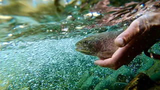 New Brunswick river fishing - Trout