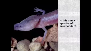 How a Salamander Saved a City: The Politics and Science of Endangered Species (HSCT #101)