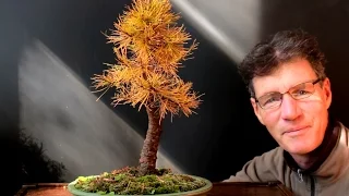 Collected Larch Bonsai, Oct 2015