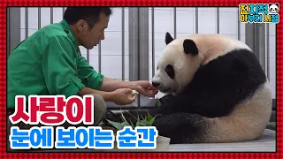 (SUB) Zookeeper Dad Is Caring His Daughter Panda Who Has Just Given Birth🥰│ Panda World🐼