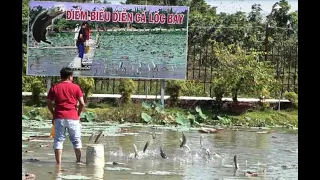 Mãn nhãn với màn biểu diễn cá lóc bay tại cánh đồng hoa hồng, làng hoa Sa Đéc Đồng Tháp| flying fish