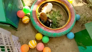 Ayam Lucu Dunia, Bulu Berwarna warni, Ayam Pelangi, dan Bebek Menggemaskan 🌍💰🦆