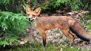Red Fox Shedding: It’s The Moulting Season Again