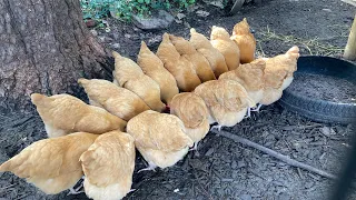 Crows Protect Chickens From Hawks