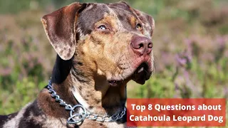 Top 8 Questions about Catahoula Leopard Dog