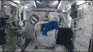 Собака в космосе.