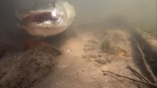 Pike Take Dead Baits Under Water! (post spawn fish)