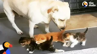 Abandoned Dog Helps Raise Kittens and Other Baby Animals | The Dodo