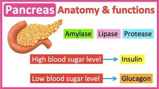 Pancreas anatomy & function🤔 | Easy learning video