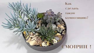 Композиция из СУККУЛЕНТОВ своими руками, ДО и ПОСЛЕ зимы.