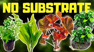 🌱 TOP 10 NO SUBSTRATE BEGINNER AQUARIUM PLANTS!