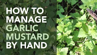 HOW TO: How to Manage Garlic Mustard by Hand