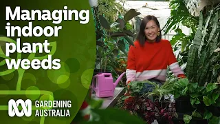 How to stop your indoor plants from becoming weeds | Indoor Plants | Gardening Australia